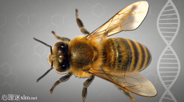 蜜蜂蛰毒液真的能治疗关节炎吗?